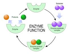 Enzymes